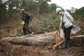 Nhiều cây gỗ lớn bị triệt hạ. (Ảnh: Đặng Tuấn/TXVN)