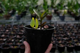 Một cây lan Giả hạc Di Linh quý hiếm được ứng dụng công nghệ tạo đột biến. (Ảnh: Nguyễn Dũng/TTXVN)