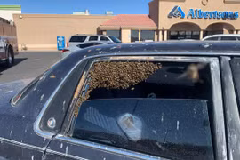 Chỉ sau khoảng 10 phút dừng lại để mua đồ tại siêu thị Albertsons, Las Cruces, NM, một đàn ong mật đã bay qua cửa sổ và “xâm chiếm” chiếc xe của người đàn ông. (Nguồn: The New York Times)