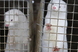 Chồn vizon được nuôi lấy lông tại Ba Lan. (Nguồn: AP