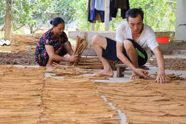 Người dân sơ chế quế trước khi giao bán cho các nhà máy chế biến. (Ảnh: Tiến Khánh/TTXVN)