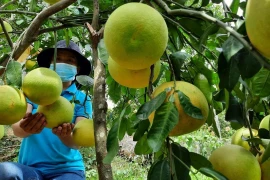 Nhờ chăm sóc tốt nên bưởi Phúc Trạch năm nay ra quả đồng đều và chất lượng tốt hơn năm trước. (Ảnh: Hoàng Ngà/TTXVN)