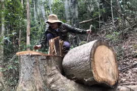 [Photo] Lâm tặc ngang nhiên "xẻ thịt" rừng phòng hộ ở Quảng Ngãi