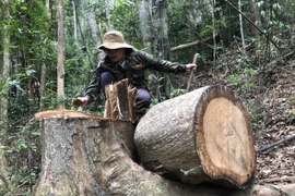 [Photo] Lâm tặc ngang nhiên "xẻ thịt" rừng phòng hộ ở Quảng Ngãi