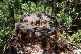 Một cây pơmu bị cưa hạ. Ảnh minh họa. (Nguồn: TTXVN)