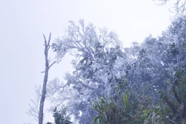 Cây rừng trên núi Khoan La San, Điện Biên bị băng tuyết phủ kín. (Ảnh: TTXVN phát)