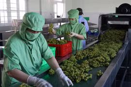 Phân hạng sản phẩm OCOP tại Hợp tác xã nho Evegreen Ninh Thuận. (Ảnh: Công Thử/TTXVN)