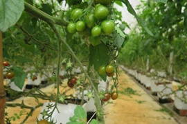 Ảnh minh họa. (Nguồn: TTXVN)