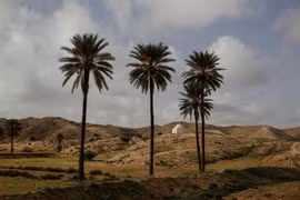 Tunisia đang trải qua đợt nắng nóng kỷ lục. (Nguồn: Reuters)