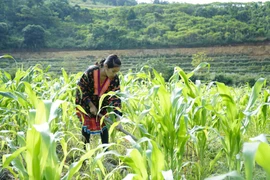 Người dân Mường Chà, Điện Biên chăm sóc cây ngô. (Ảnh: Xuân Tư/TTXVN)