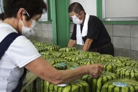 Dưa hấu vuông được kiểm tra cẩn thận trước khi vận chuyển tại thành phố Zentsuji, Nhật Bản ngày 30/6/2021. (Ảnh: Kyodo/TTXVN)