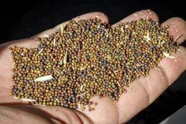 Hạt cải dầu Canada. (Nguồn: The Canadian Press)