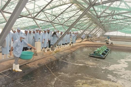 Tỉnh Bạc Liêu hiện có hơn 2.000ha được nuôi theo mô hình siêu thâm canh ứng dụng công nghệ cao. (Ảnh: Chanh Đa/TTXVN)