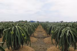 Vườn thanh long 6.000m2 ứng dụng công nghệ cao của ông Nguyễn Văn Vĩnh tại ấp Long Thành, xã Long Trì, huyện Châu Thành, Long An mang lại lợi nhuận hàng tỷ đồng mỗi năm. (Ảnh: Minh Hưng/TTXVN)