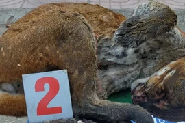 Cá thể beo lửa được phát hiện tại nhà đối tượng Dầm. (Ảnh: TTXVN phát)