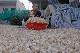 Giá tỏi hiện tại chỉ dao động ở mức từ 15.000-20.000 đồng/kg. (Ảnh: Trần Việt/TTXVN)