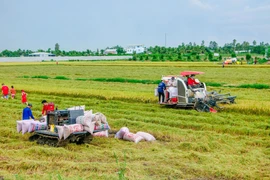 Thu hoạch lúa trên cánh đồng ở huyện Thới Lai, TP Cần Thơ. Ảnh: Thanh Liêm/TTXVN)
