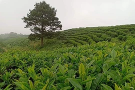 Nhờ áp dụng công nghệ cao, trang trại trồng chè của Công ty TNHH Kolia (Cao Bằng) cho chất lượng và hiệu quả cao. (Ảnh: TTXVN phát)