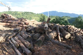 Vô số khúc, lóng gỗ thông được đơn vị thu mua gom về bãi tập kết, chờ xe bốc, vận xuất khỏi cung đèo Pha Đin. (Ảnh: Xuân Tiến/TTXVN)