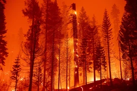 Lính cứu hoả Mỹ nỗ lực dập lửa cháy rừng ngùn ngụt tại “giặc lửa” Twin Bridges, bang California, ngày 29/8/2021. (Ảnh: AFP/TTXVN)