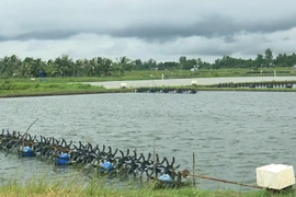 Ao nuôi tôm nước lợ của nông dân tại huyện Mỹ Xuyên (tỉnh Sóc Trăng). (Ảnh: Chanh Đa/TTXVN)