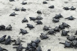 (Nguồn: laprensalatina.com)