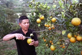 Anh Vì Văn Doan, hộ thành viên HTX nông nghiệp Duy Lợi ở xã Mường Và, huyện Sốp Cộp, tỉnh Sơn La, thu hoạch cam. (Ảnh: Quang Quyết/TTXVN)