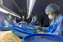 Hạt điều là mặt hàng nhiều nước khu vực Trung Đông-châu Phi có nhu cầu nhập khẩu. (Ảnh: Thanh Vân/TTXVN)