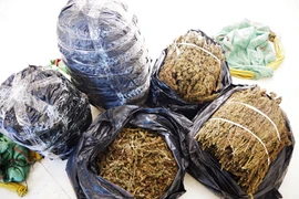 Số cành, hoa, lá, quả thảo mộc nghi là cần sa khô. (Ảnh: Công Mạo/TTXVN)