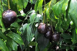Quả hồng châu. (Nguồn: atvstphagiang.org.vn)