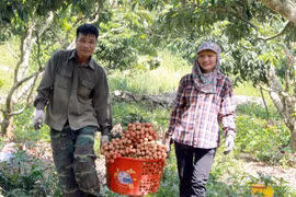 Thu hoạch vải thiều tại Bắc Giang. (Ảnh: Đồng Thúy-TTXVN)