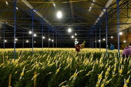 Một nhà vườn ở làng hoa Vạn Thành, phường 5, thành phố Đà Lạt. ( Ảnh: Nguyễn Dũng/TTXVN)