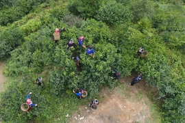 Người dân xã Túng Sán, huyện Hoàng Su Phì (Hà Giang) thu hái chè Shan tuyết. (Ảnh: Nguyễn Chiến-TTXVN)