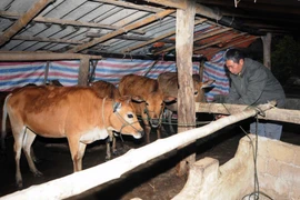 Người dân bản Tin Tốc, xã Chiềng Khoa, huyện Vân Hồ đưa đàn bò về nuôi nhốt trong chuồng trại được che chắn kín đáo để chống rét. (Ảnh: Quang Quyết/TTXVN)
