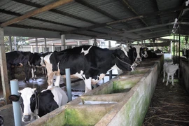 Ảnh minh họa. (Nguồn: Phan Minh Hưng/TTXVN)