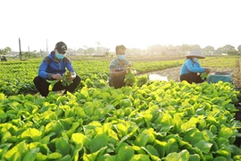 Nông dân thôn Tiền Lệ, xã Tiền Yên, huyện Hoài Đức (Hà Nội) thu hoạch rau cải để cung cấp cho thị trường Hà Nội. (Ảnh: Vũ Sinh/TTXVN)