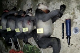 5 cá thể voọc chà vá chân xám bị bắn chết cùng tang vật. (Ảnh: TTXVN phát)