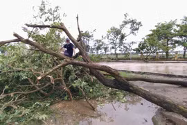 Lốc xoáy khiến nhiều cây cối tại xã An Vũ (huyện Quỳnh Phụ, Thái Bình) gãy đổ. (Nguồn: TTXVN phát)