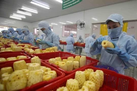 Chế biến sản phẩm dứa đóng hộp xuất khẩu tại nhà máy của Công ty CP Xuất nhập khẩu Nông sản thực phẩm An Giang (tỉnh An Giang). (Ảnh: Vũ Sinh/TTXVN)