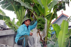 Vườn chuối hơn 2 sào của ông Trần Xuân Lưu, xã Hòa Hậu, huyện Lý Nhân (Hà Nam) cũng chỉ thu hoạch được 2 buồng vào dịp Tết Nguyên đán Tân Sửu. (Ảnh: Nguyễn Chinh/TTXVN)