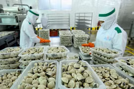Chế biến ngao tại Công ty Lenger Việt Nam (Lenger Seafoods Vietnam) xuất khẩu sang EU, Anh, Nhật Bản, Mỹ, Hàn Quốc. (Ảnh: TTXVN)
