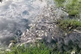 Cá chết hàng loạt trong khu công nghiệp Phong Điền. (Nguồn: baotainguyenmoitruong.vn)