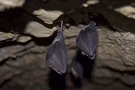Dơi móng ngựa trú ngụ trong các hang động đá vôi ở Bắc Lào được phát hiện mang theo các virus mà các nhà nghiên cứu nói là “tổ tiên gần nhất của SARS-CoV-2 được biết đến cho đến nay”. (Ảnh: TNS)