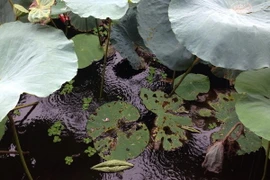 Các vùng trên cả nước có mưa rào rải rác, nhiệt độ ổn định