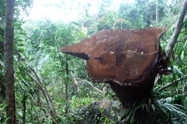 Quảng Nam: Khởi tố vụ phá rừng quy mô lớn tại huyện Nông Sơn