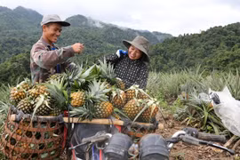 Người dân xã Mường Nhà thu hoạch dứa. (Ảnh: Phan Quân/TTXVN)