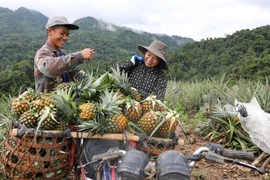 Người dân xã Mường Nhà thu hoạch dứa. (Ảnh: Phan Quân/TTXVN)
