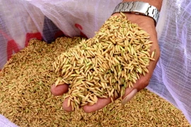 50 hecta lúa đầu tiên của thành phố Cần Thơ tham gia thí điểm Đề án Phát triển 1 triệu hecta chuyên canh lúa chất lượng cao, phát thải thấp gắn với tăng trưởng xanh vùng Đồng bằng sông Cửu Long (gọi tắt là Đề án 1 triệu hecta lúa chất lượng cao) đang bước vào giai đoạn thu hoạch. (Ảnh: Thu Hiền/TTXVN)