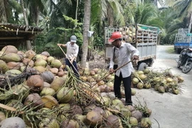 Nông dân huyện Giồng Trôm (Bến Tre) thu hoạch dừa khô nguyên liệu. (Ảnh: Công Trí/TTXVN)