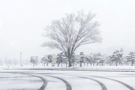 Tuyết phủ trắng xóa tại Tokyo ngày 22/1. (Nguồn: THX/TTXVN)